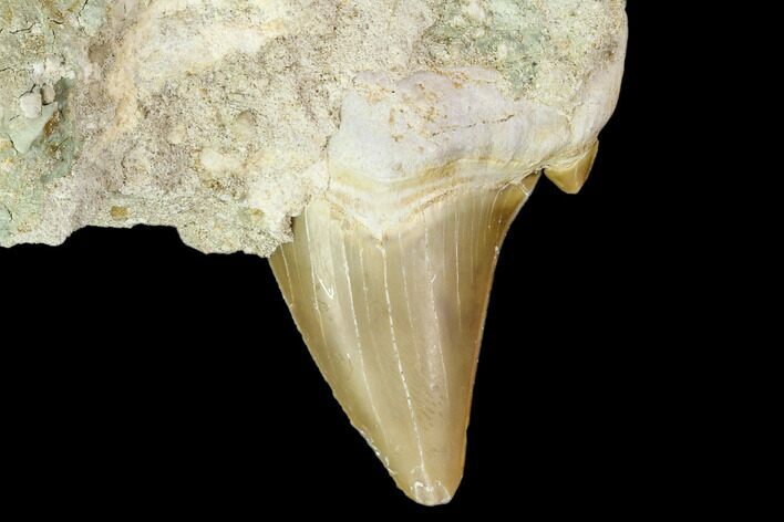 Otodus Shark Tooth Fossil in Rock - Eocene #111054